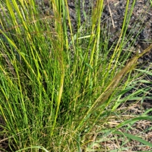 Austrostipa scabra at Kuma Nature Reserve - 9 Dec 2023 08:13 AM