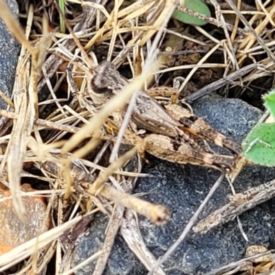 Phaulacridium vittatum (Wingless Grasshopper) at Cooma, NSW - 9 Dec 2023 by trevorpreston
