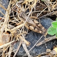 Phaulacridium vittatum at Kuma Nature Reserve - 9 Dec 2023