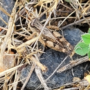 Phaulacridium vittatum at Kuma Nature Reserve - 9 Dec 2023