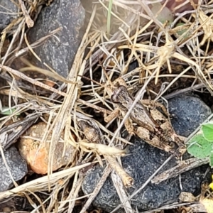 Phaulacridium vittatum at Kuma Nature Reserve - 9 Dec 2023