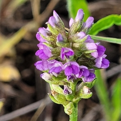 Cullen tenax (Tough Scurf-Pea) at Kuma Nature Reserve - 9 Dec 2023 by trevorpreston