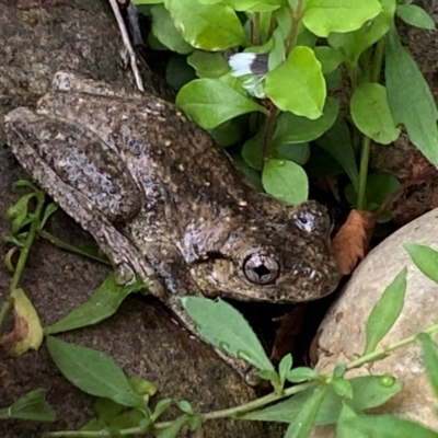 Litoria peronii at Wingecarribee Local Government Area - 10 Dec 2023 by GlossyGal