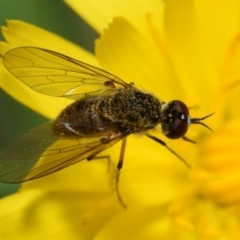 Geron sp. (genus) (Slender Bee Fly) at Jerrabomberra, NSW - 10 Dec 2023 by DianneClarke