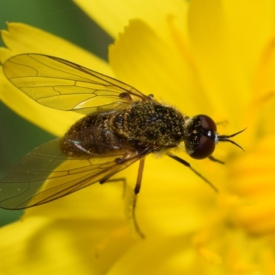 Geron sp. (genus) (Slender Bee Fly) at Mount Jerrabomberra - 10 Dec 2023 by DianneClarke