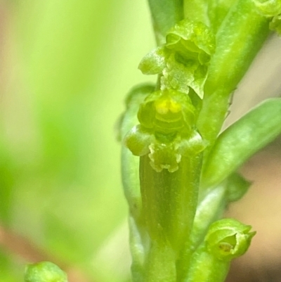 Microtis unifolia (Common Onion Orchid) at Palerang, NSW - 26 Nov 2023 by AJB