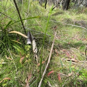 Microtis unifolia at Tallaganda National Park - suppressed