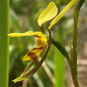 Diuris sulphurea at QPRC LGA - suppressed