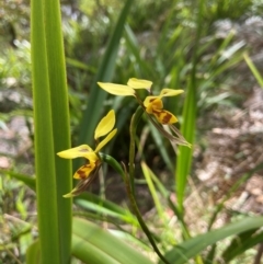 Diuris sulphurea at QPRC LGA - suppressed