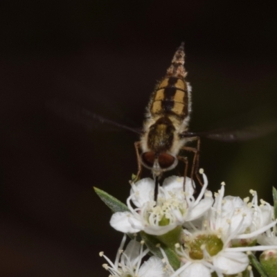 Trichophthalma nicholsoni (Nicholson's tangle-veined fly) at Jerrabomberra, NSW - 9 Dec 2023 by DianneClarke