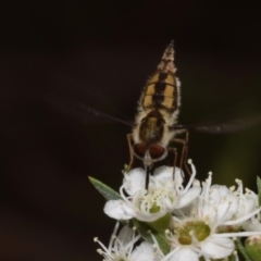 Trichophthalma nicholsoni (Nicholson's tangle-veined fly) at Mount Jerrabomberra - 9 Dec 2023 by DianneClarke