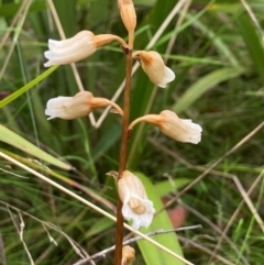 Gastrodia sesamoides (Cinnamon Bells) at Tallaganda National Park - 27 Nov 2023 by AJB