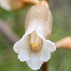 Gastrodia sesamoides at Tallaganda National Park - 27 Nov 2023