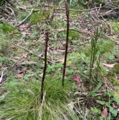 Gastrodia procera (Tall Potato Orchid) at Forbes Creek, NSW - 27 Nov 2023 by AJB