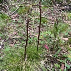 Gastrodia procera at Tallaganda National Park - 27 Nov 2023