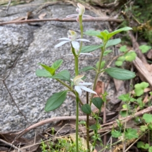 Caladenia moschata at Tallaganda National Park - suppressed