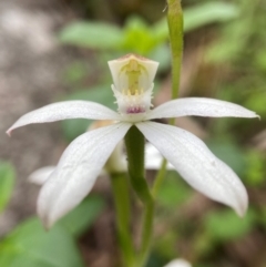 Caladenia moschata at Tallaganda National Park - 27 Nov 2023