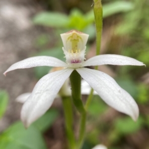 Caladenia moschata at Tallaganda National Park - 27 Nov 2023