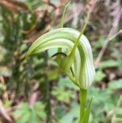 Pterostylis monticola (Large Mountain Greenhood) at Forbes Creek, NSW - 27 Nov 2023 by AJB