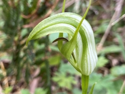 Pterostylis monticola (Large Mountain Greenhood) at QPRC LGA - 27 Nov 2023 by AJB