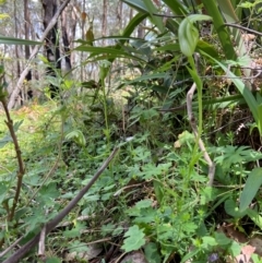 Pterostylis monticola at QPRC LGA - 27 Nov 2023