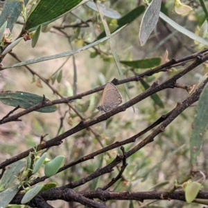 Nacaduba biocellata at Namadgi National Park - 10 Dec 2023