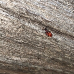 Lemodes coccinea (Scarlet ant beetle) at Cotter River, ACT - 9 Dec 2023 by MattM