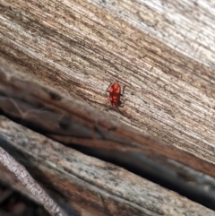 Lemodes coccinea at Lower Cotter Catchment - 10 Dec 2023 09:23 AM