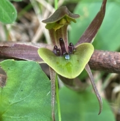 Chiloglottis sp. aff. jeanesii (Kybeyan Bird Orchid) at Tallaganda National Park - 27 Nov 2023 by AJB