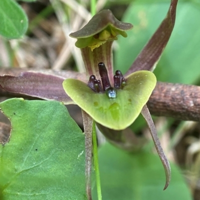 Chiloglottis sp. aff. jeanesii (Kybeyan Bird Orchid) at Tallaganda National Park - 27 Nov 2023 by AJB