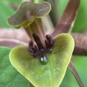 Chiloglottis sp. aff. jeanesii at suppressed - suppressed