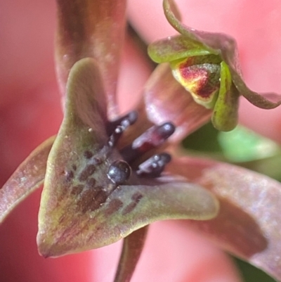 Chiloglottis sp. aff. jeanesii (Kybeyan Bird Orchid) at QPRC LGA - 27 Nov 2023 by AJB