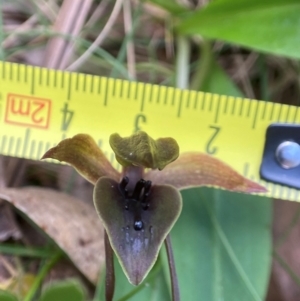 Chiloglottis sp. aff. jeanesii at suppressed - 27 Nov 2023