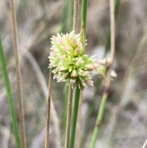 Juncus filicaulis at Campbell, ACT - 10 Dec 2023