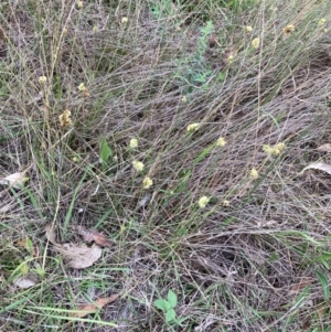 Juncus filicaulis at Campbell, ACT - 10 Dec 2023 09:04 AM