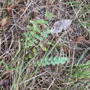 Sanguisorba minor at Campbell, ACT - 10 Dec 2023 09:23 AM