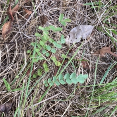 Sanguisorba minor (Salad Burnet, Sheep's Burnet) at Campbell, ACT - 10 Dec 2023 by SilkeSma