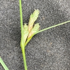 Carex inversa (Knob Sedge) at Campbell, ACT - 10 Dec 2023 by SilkeSma