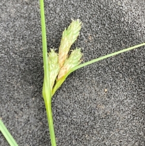 Carex inversa at Campbell, ACT - 10 Dec 2023