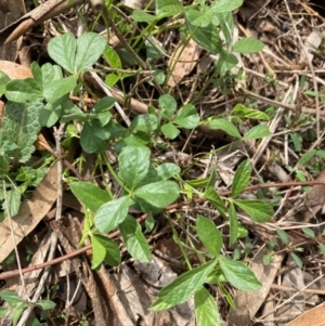 Cullen microcephalum at Campbell, ACT - 10 Dec 2023 10:03 AM