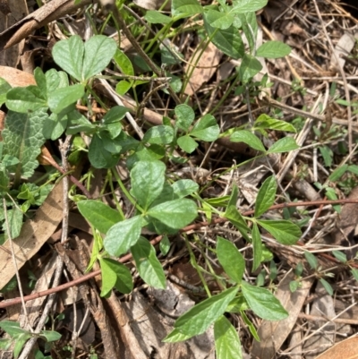 Cullen microcephalum (Dusky Scurf-pea) at Campbell, ACT - 10 Dec 2023 by SilkeSma