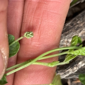 Cullen microcephalum at Campbell, ACT - 10 Dec 2023