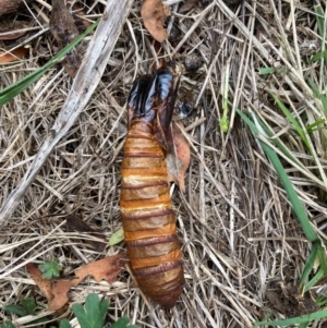 Hepialidae sp. (family) IMMATURES at Campbell, ACT - 10 Dec 2023