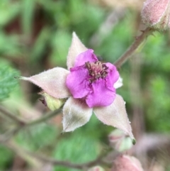 Rubus parvifolius (Native Raspberry) at Tallaganda National Park - 27 Nov 2023 by AJB