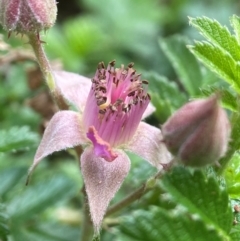 Rubus parvifolius at QPRC LGA - 27 Nov 2023