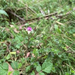 Rubus parvifolius at QPRC LGA - suppressed