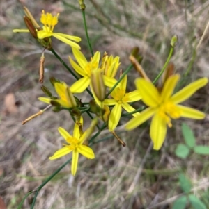 Tricoryne elatior at Campbell, ACT - 10 Dec 2023