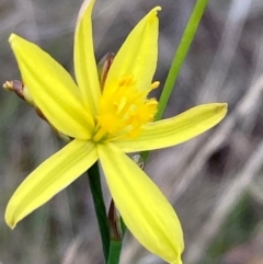 Tricoryne elatior at Campbell, ACT - 10 Dec 2023