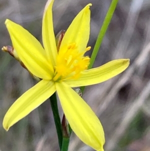 Tricoryne elatior at Campbell, ACT - 10 Dec 2023