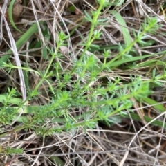 Asperula conferta (Common Woodruff) at Campbell, ACT - 10 Dec 2023 by SilkeSma